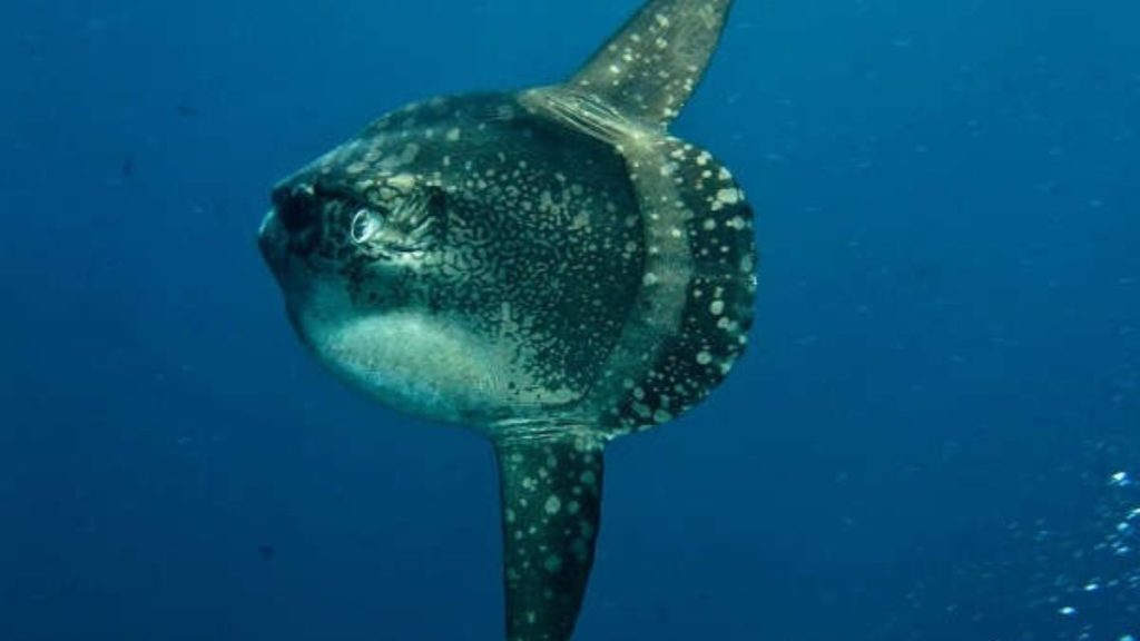 Ocean sunfish Duniya Ki Sabse Badi Machhali