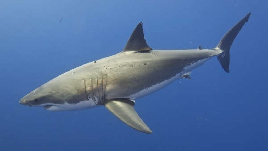 Great White Shark Duniya Ki Sabse Badi Machhali