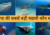 दुनिया की सबसे बड़ी मछली कौन सी है 2026 में Duniya Ki Sabse Badi Machhali