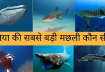 दुनिया की सबसे बड़ी मछली कौन सी है 2026 में Duniya Ki Sabse Badi Machhali