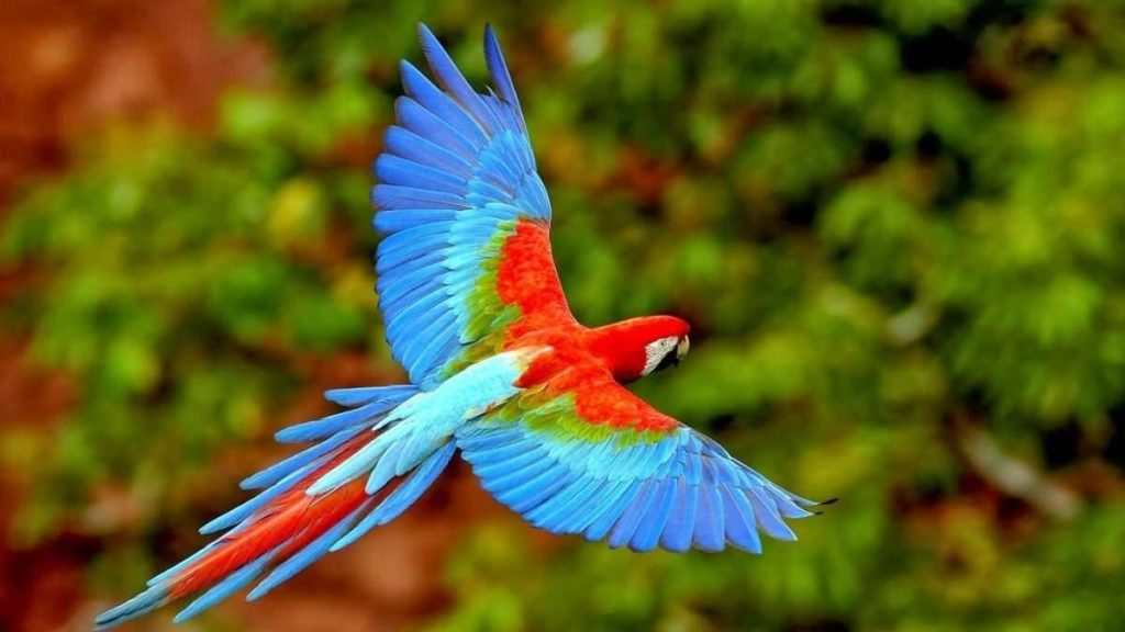Scarlet Macaw Duniya Ka Sabse Sundar Pakshi
