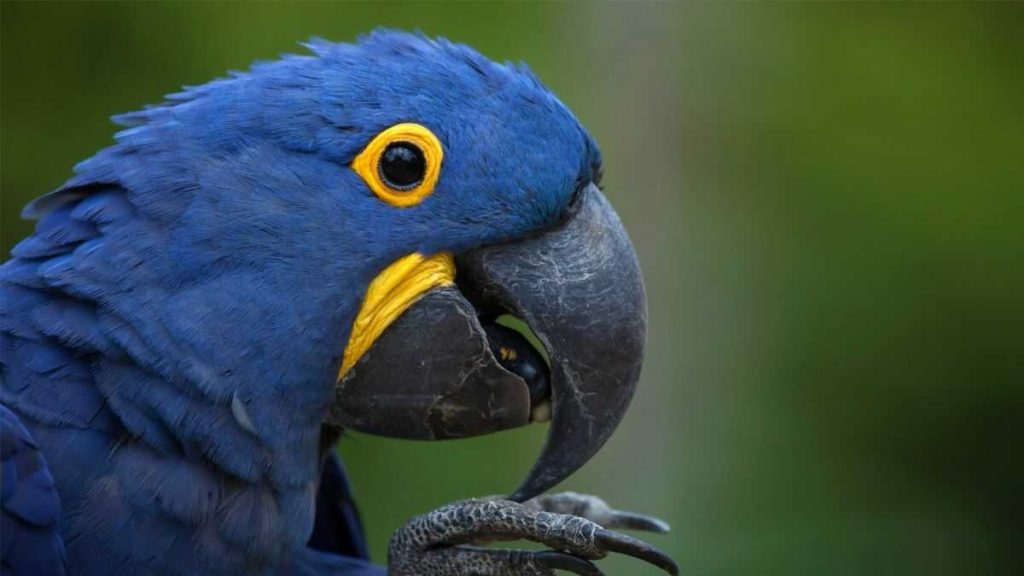 Hyacinth Macaw Duniya Ka Sabse Sundar Pakshi