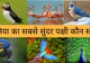 दुनिया का सबसे सुंदर पक्षी कौन सा है 2026 में Duniya Ka Sabse Sundar Pakshi