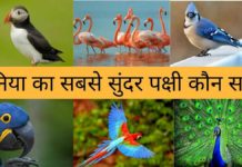 दुनिया का सबसे सुंदर पक्षी कौन सा है 2026 में Duniya Ka Sabse Sundar Pakshi
