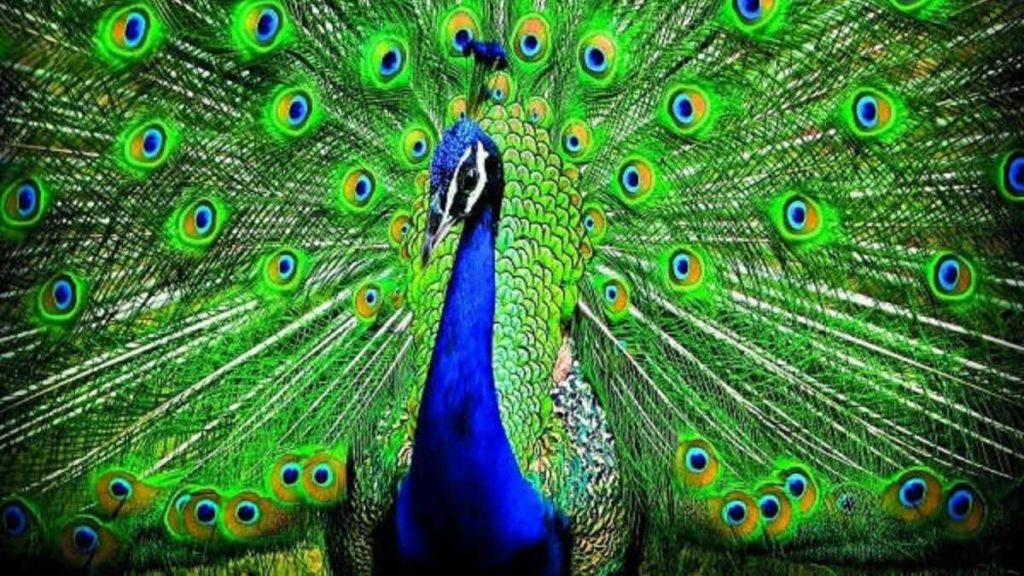 Peacock Duniya Ka Sabse Sundar Pakshi