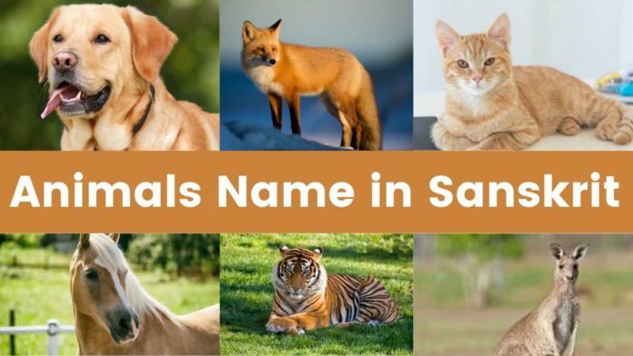 Animals Name in Sanskrit