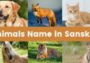 50+ जानवरों के नाम संस्कृत में | Animals Name in Sanskrit animals name in sanskrit