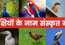 50+ पक्षियों के नाम संस्कृत में | Birds Name in Sanskrit birds name in sanskrit