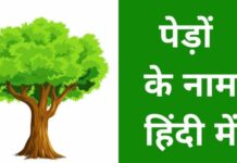 पेड़ों के नाम हिंदी और इंग्लिश में | Trees Name in Hindi And English trees name in hindi