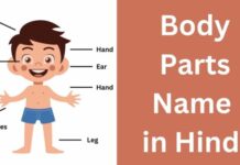 शरीर के अंगों के नाम हिंदी और अंग्रेजी में | Body Parts Name in Hindi body parts name in hindi